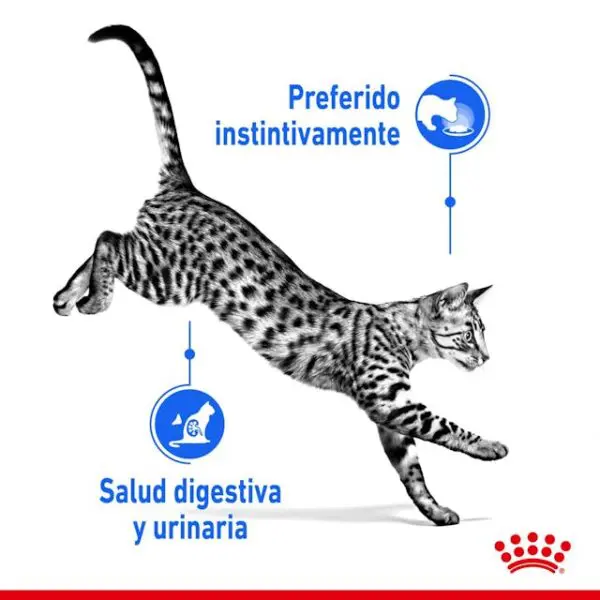 Royal Canin FHN Indoor Sterilized Morsels in Gravy