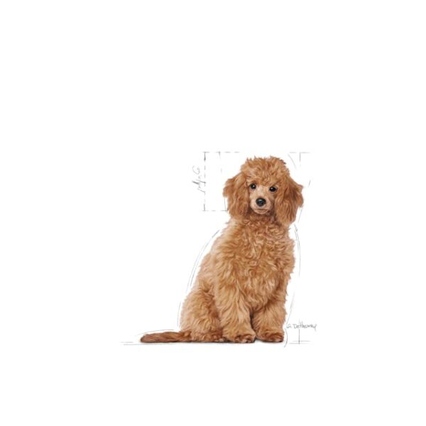 Royal Canin BHN Poodle Puppy