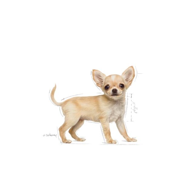 Royal Canin BHN Chihuahua Puppy